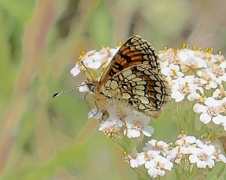 Provençal fritillary